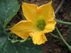 Cucurbita moschata Yokohama; fleurs-F