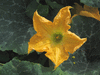 Cucurbita moschata Yokohama; fleurs-M