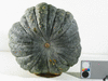 Cucurbita moschata Yokohama; ombilics