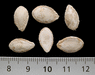 Cucurbita moschata Waltham butternut; graines