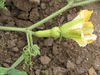 Cucurbita moschata Waltham butternut; fleurs-F