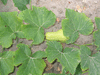 Cucurbita moschata Waltham butternut; feuilles