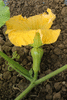 Cucurbita moschata Waltham butternut; fleurs-F