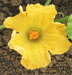 Cucurbita moschata Waltham butternut; fleurs-F