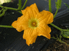Cucurbita moschata Dickinson; fleurs-M