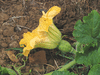 Cucurbita moschata Dickinson; fleurs-F