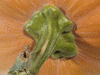 Cucurbita moschata Dickinson; pedoncules