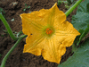 Cucurbita moschata Dickinson; fleurs-F