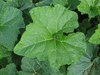 Cucurbita moschata Dickinson; feuilles