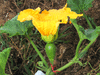 Cucurbita moschata Hopi tan; fleurs-F