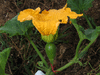Cucurbita moschata Hopi tan; fleurs-F