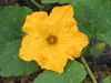 Cucurbita moschata Hopi tan; fleurs-M