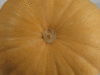 Cucurbita moschata Hopi tan; ombilics