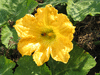 Cucurbita moschata Kikuza; fleurs-M