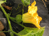 Cucurbita moschata Kikuza; fleurs-F