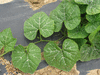 Cucurbita moschata Kikuza; feuilles