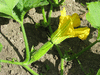 Cucurbita moschata Caravelle; fleurs-F