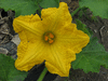 Cucurbita moschata Caravelle; fleurs-F