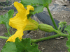 Cucurbita moschata Caravelle; fleurs-F