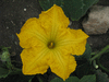 Cucurbita moschata Caravelle; fleurs-M