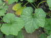 Cucurbita moschata Caravelle; feuilles