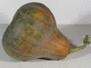 Cucurbita moschata Rio fuerte mayo arrote