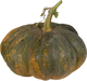 Cucurbita moschata Rio fuerte mayo arrote