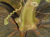Cucurbita moschata Rio fuerte mayo arrote