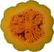 Cucurbita moschata Rio fuerte mayo arrote