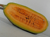 Cucurbita moschata Rio fuerte mayo arrote