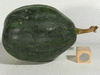 Cucurbita moschata Rio fuerte mayo arrote