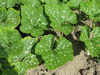 Cucurbita moschata Rio fuerte mayo arrote