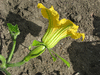 Cucurbita moschata Rio fuerte mayo arrote