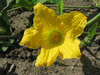 Cucurbita moschata Rio fuerte mayo arrote
