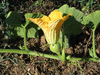 Cucurbita moschata Rio mayo segualca; fleurs-F