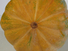 Cucurbita moschata Rio mayo segualca; ombilics