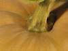 Cucurbita moschata Yoeme segualca; pedoncules