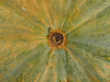 Cucurbita moschata Yoeme segualca; ombilics