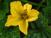 Cucurbita moschata Mayo segualca; fleurs-F