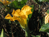 Cucurbita moschata Papaw; fleurs-M