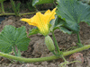 Cucurbita moschata Papaw; fleurs-F