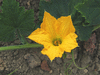 Cucurbita moschata Papaw; fleurs-F