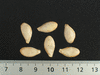Cucurbita moschata Papaw; graines