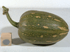 Cucurbita moschata Papaw; fruits