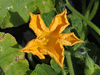 Cucurbita moschata Small flat cheese; fleurs-M