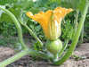 Cucurbita moschata Small flat cheese; fleurs-F