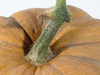 Cucurbita moschata Small flat cheese; pedoncules