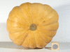 Cucurbita moschata Small flat cheese; ombilics