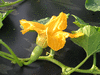 Cucurbita moschata Vitamin pumpkin, sorte Russe; fleurs-F