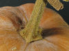 Cucurbita moschata Vitamin pumpkin, sorte Russe; pedoncules